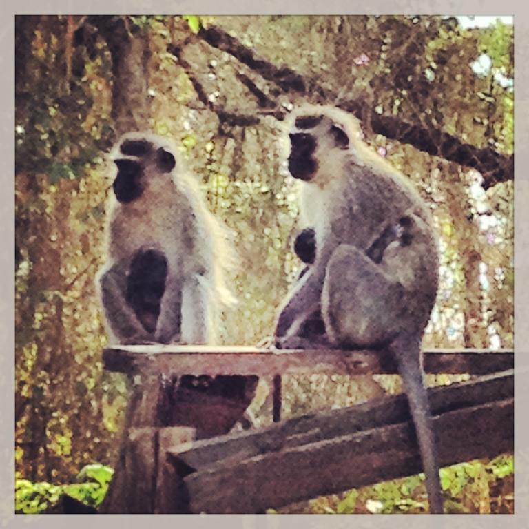 Jungle Monkey Backpackers Hostel Port Saint John's Bagian luar foto
